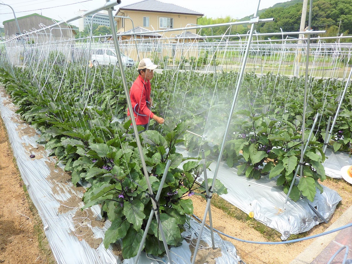 なら農園の代表！祥午郎くんが茄子の手入れをしています。水やりが肝心。